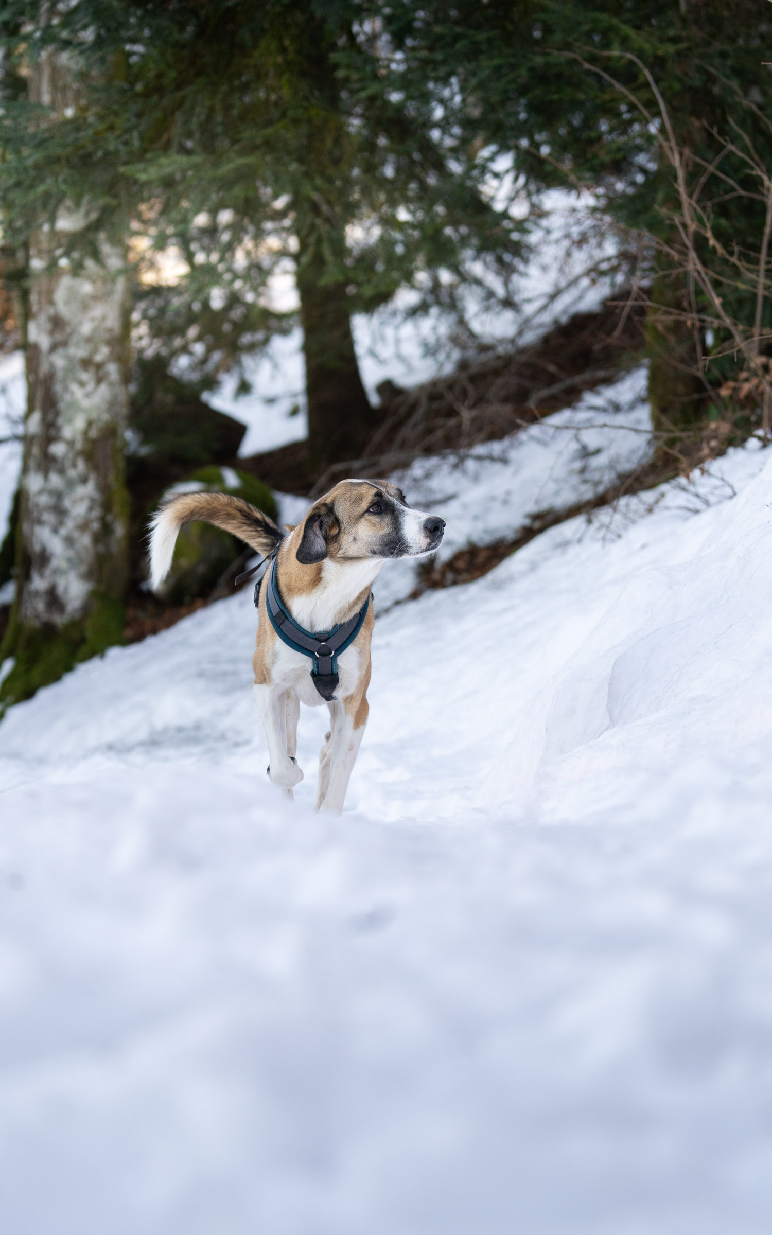Kangal-Hund im Schnee