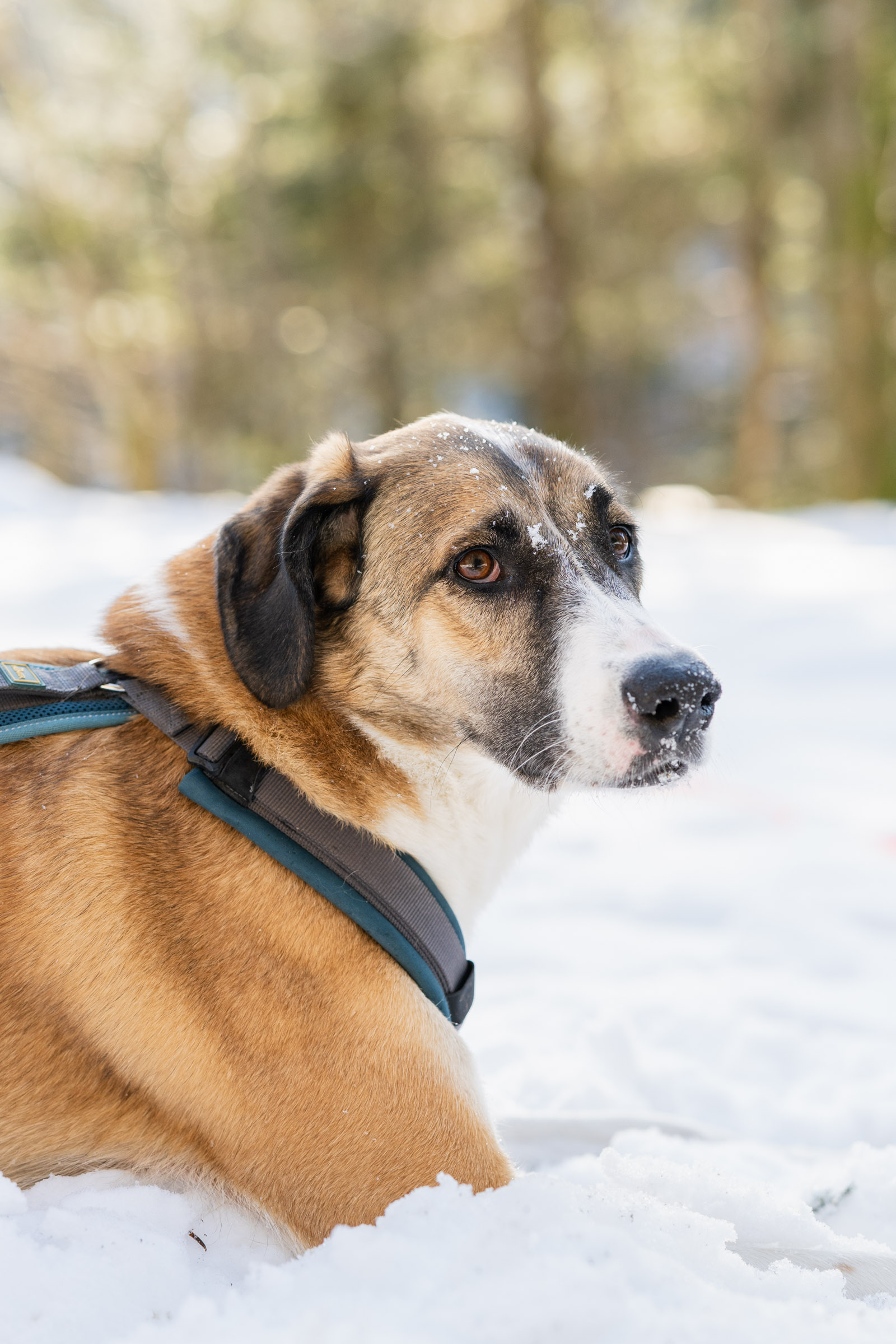 Kangal-Hund im verschneiten Wald