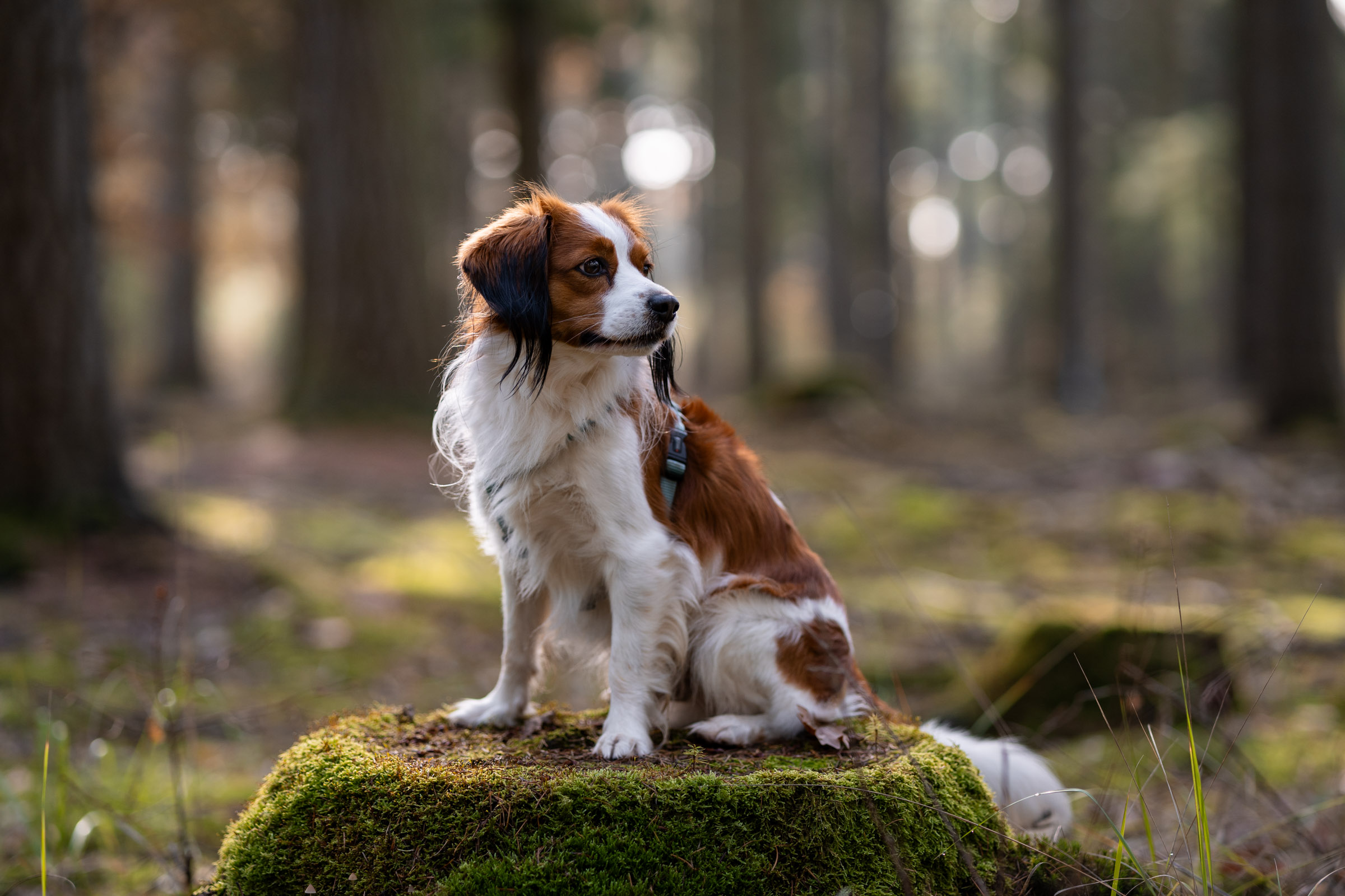 Kooikerhondje-Hund auf einem Baumstamm