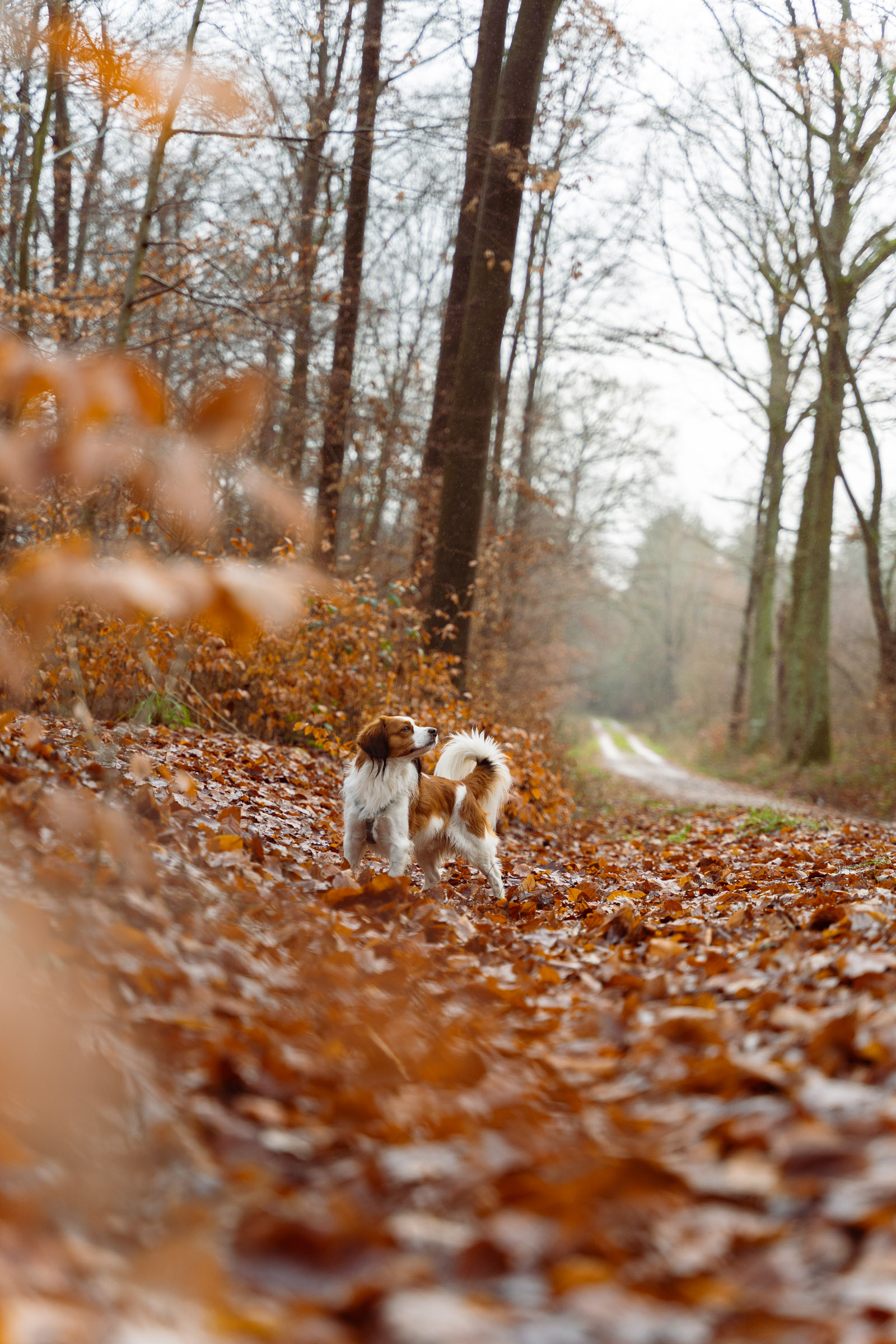 Kooikerhondje-Hund im Herbstwald