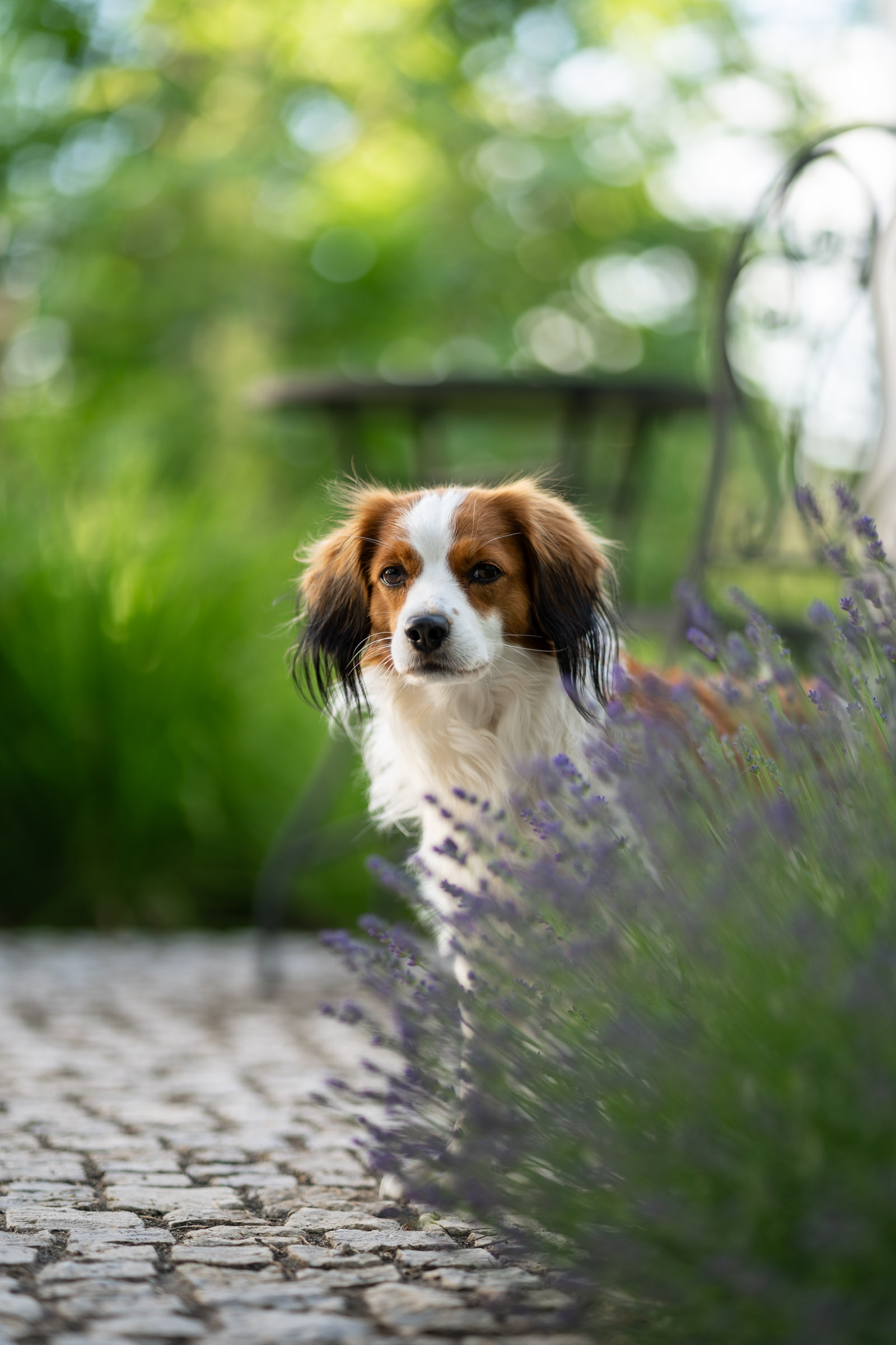 Kooikerhondje-Hund im Lavendelfeld
