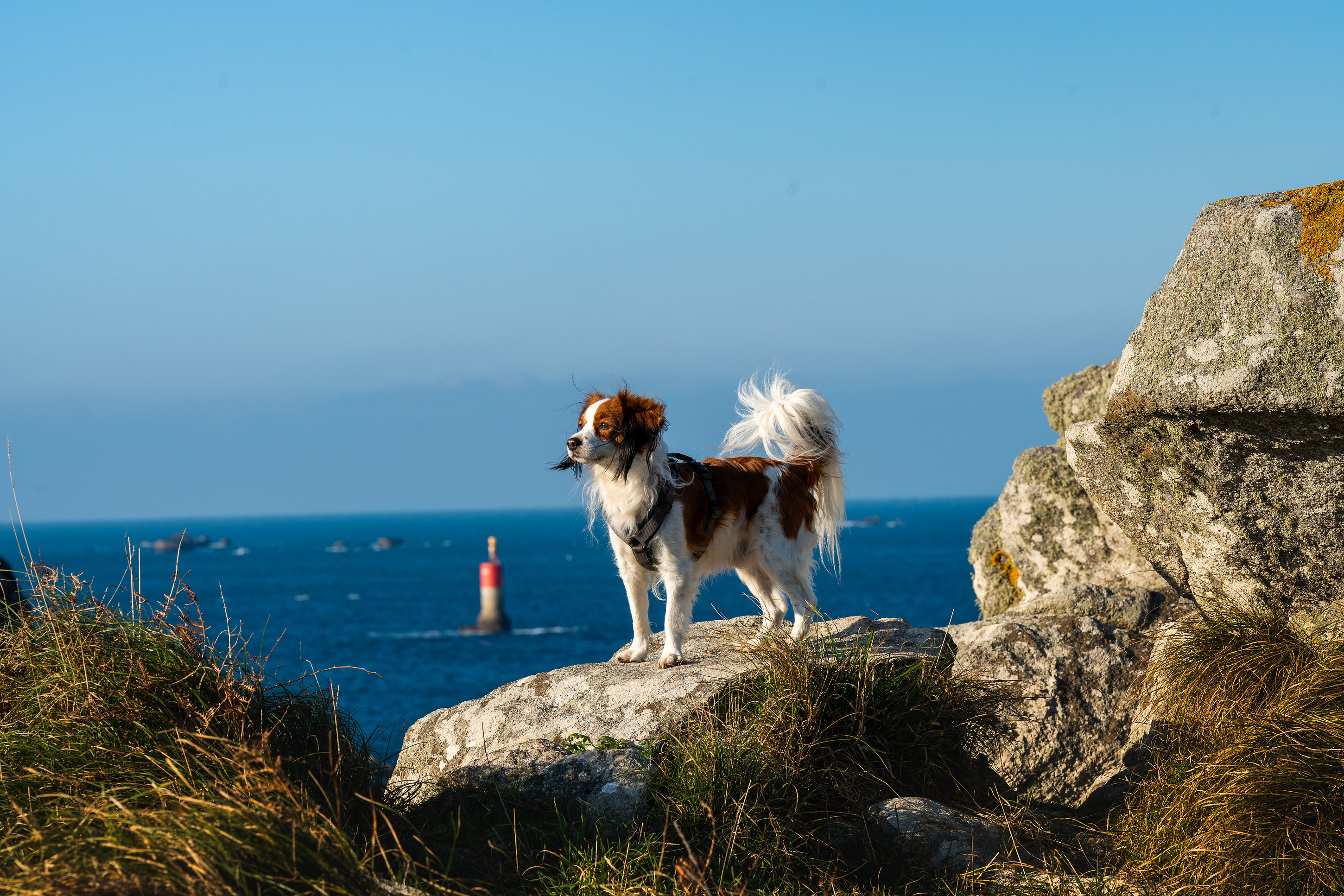 Kooikerhondje-Hund am Meer