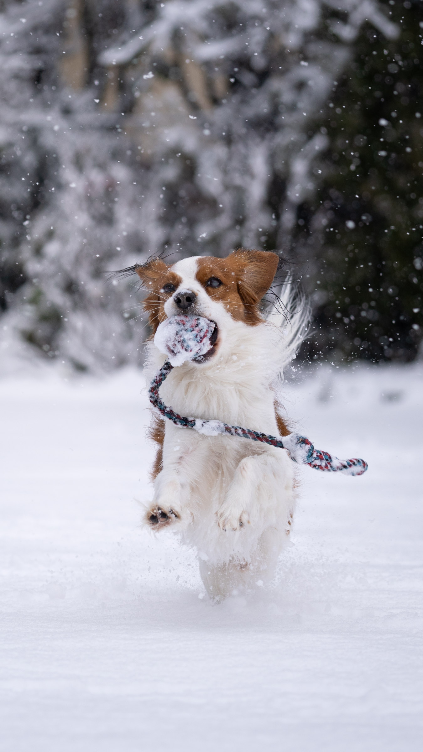 Kooikerhondje-Hund im Schnee