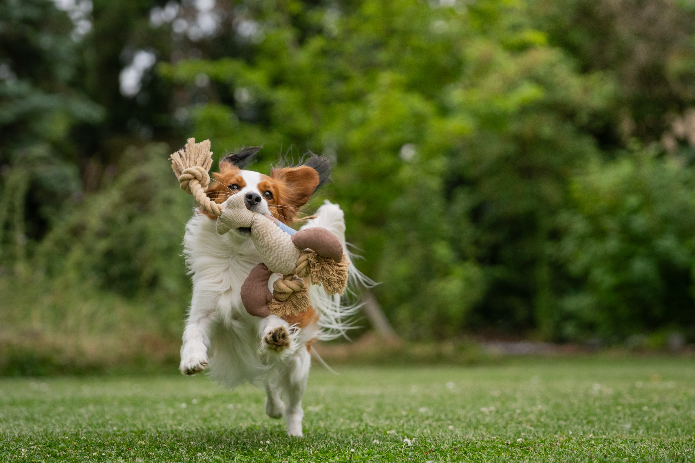 Kooikerhondje-Hund spielt auf der Wiese