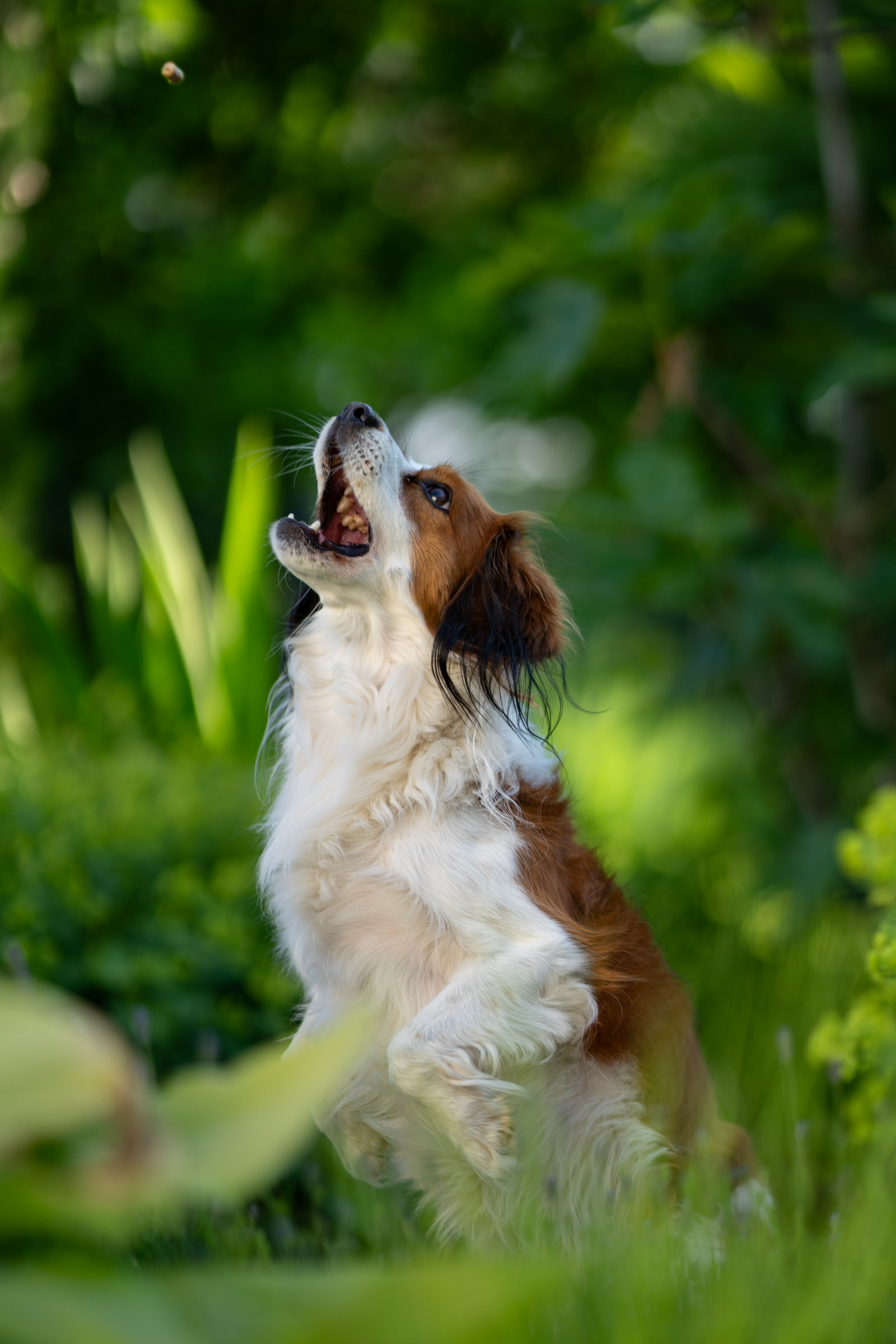 Kooikerhondje-Hund im Sprung