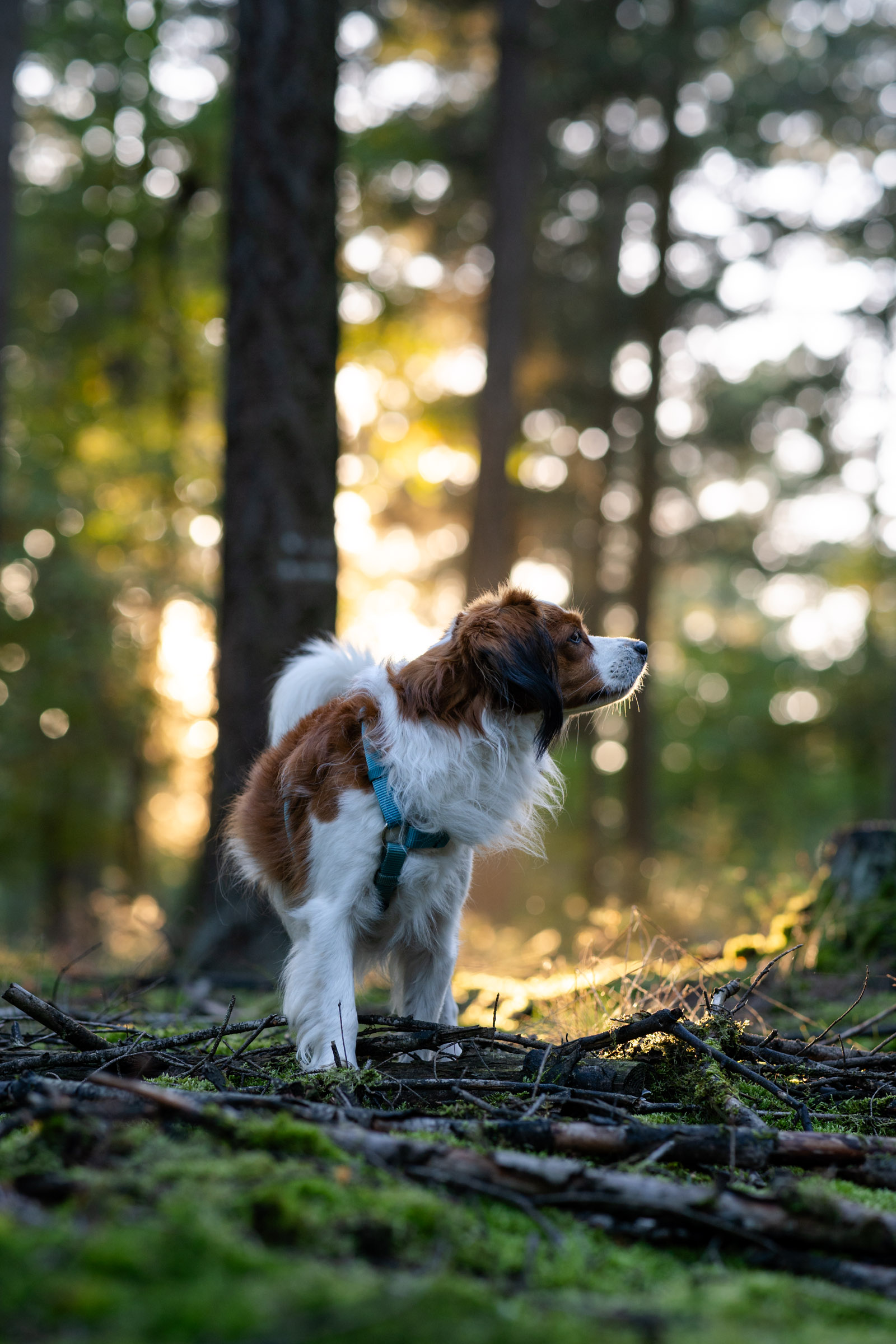 Kooikerhondje-Hund im Wald