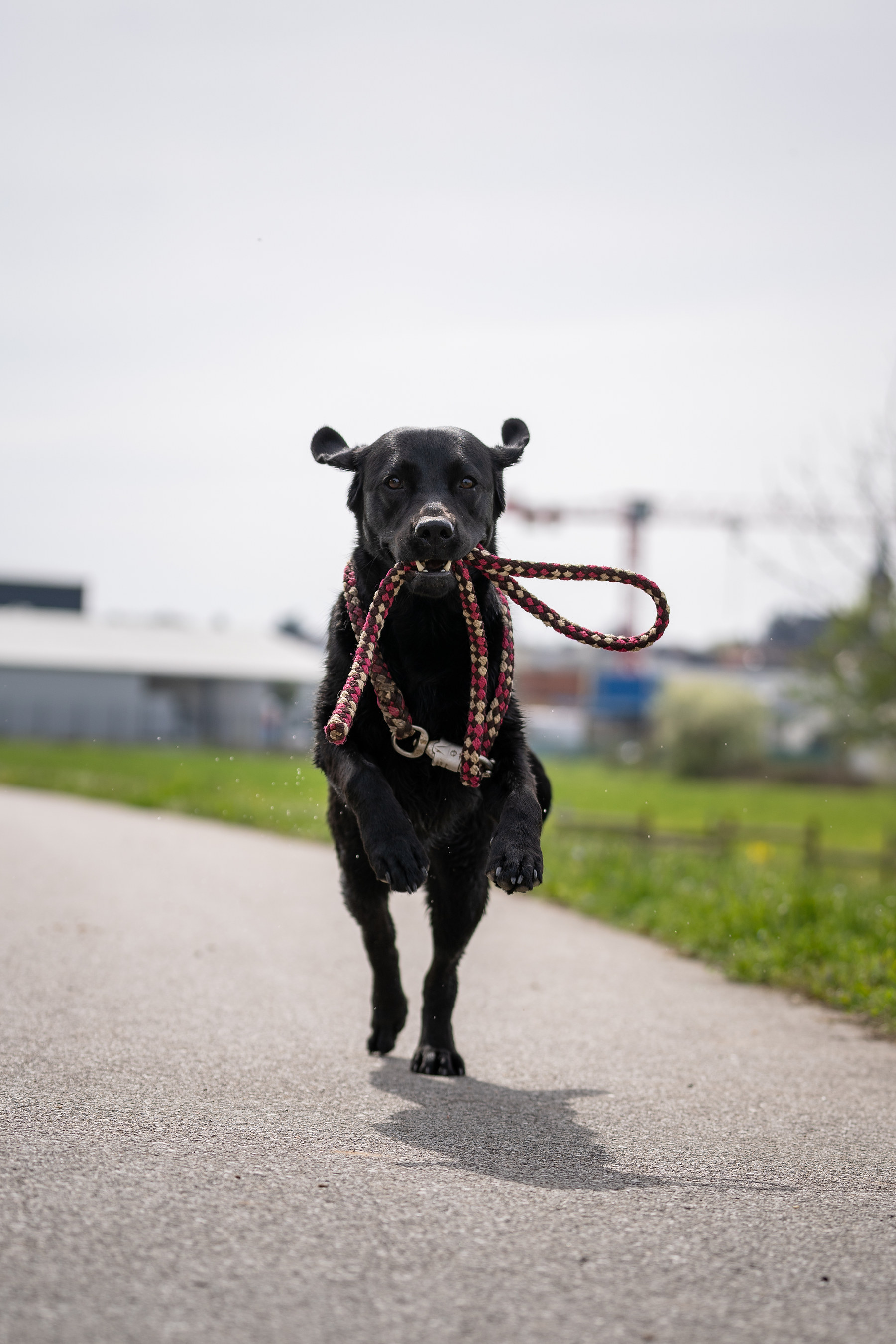 Schwarzer Labrador springt über eine Wiese