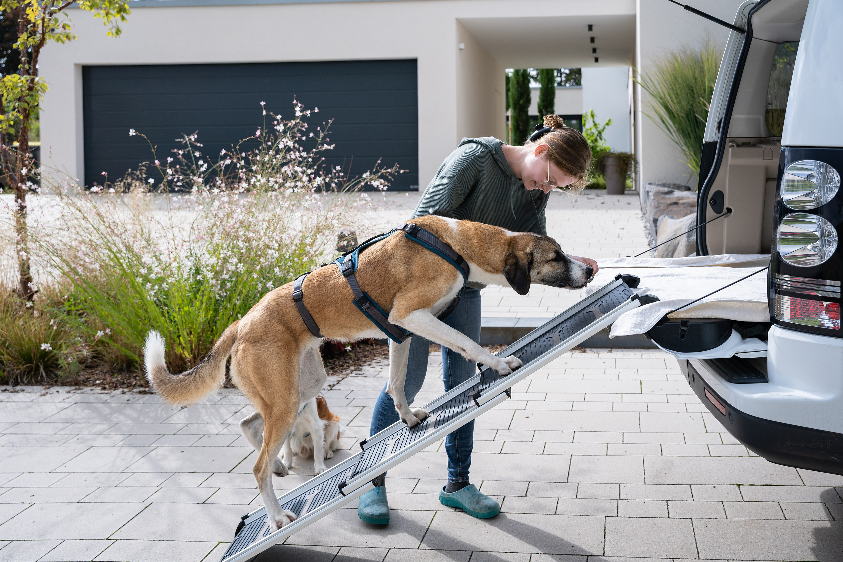 Kangal beim Hundetraining am Auto
