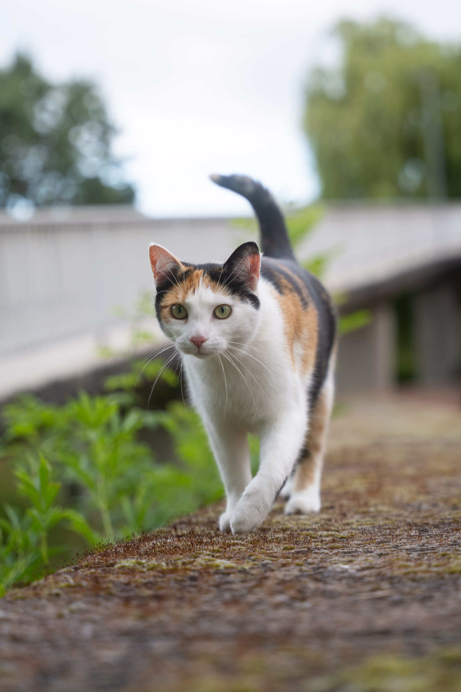 Katze läuft über eine Mauer