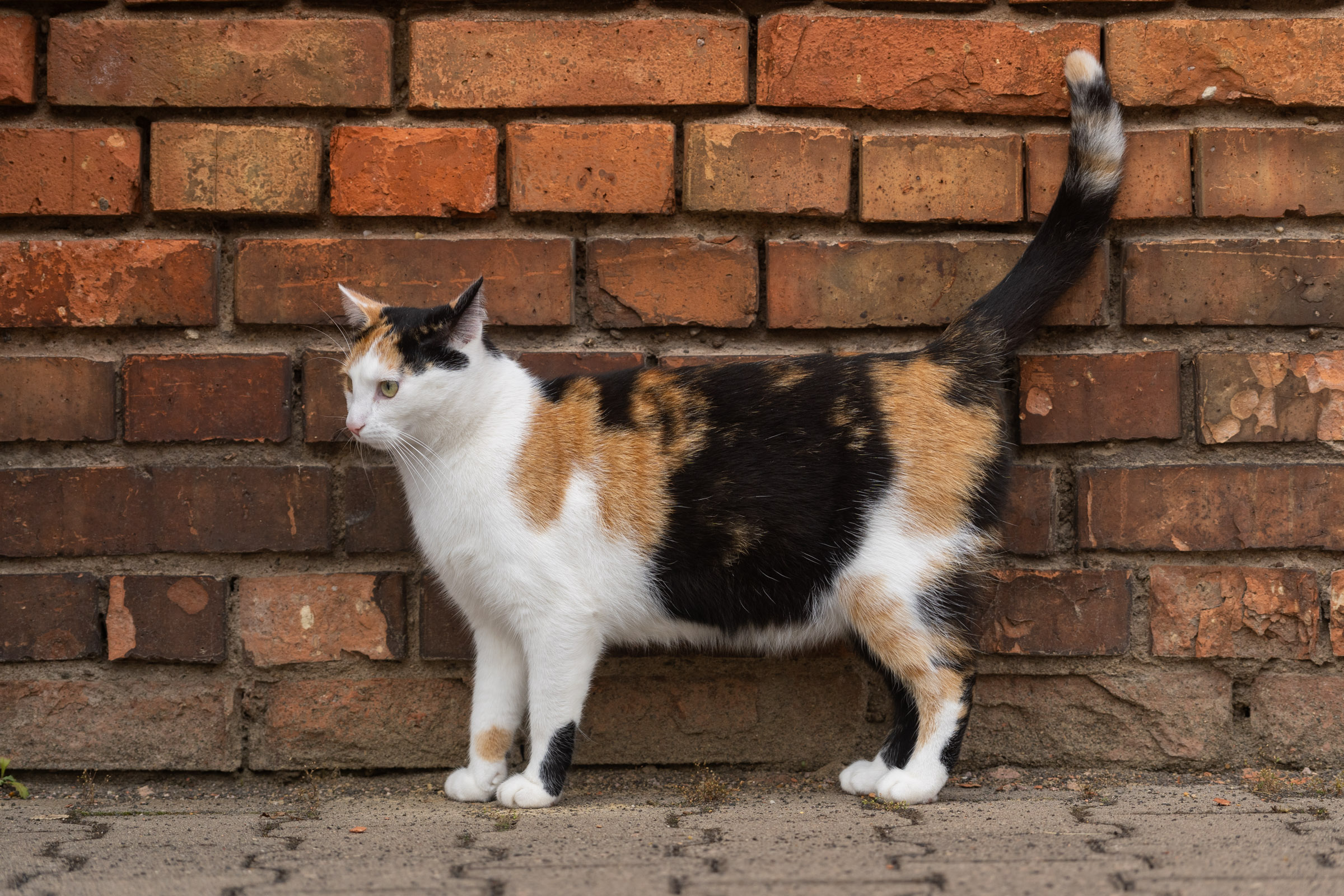 Katze vor roter Mauer