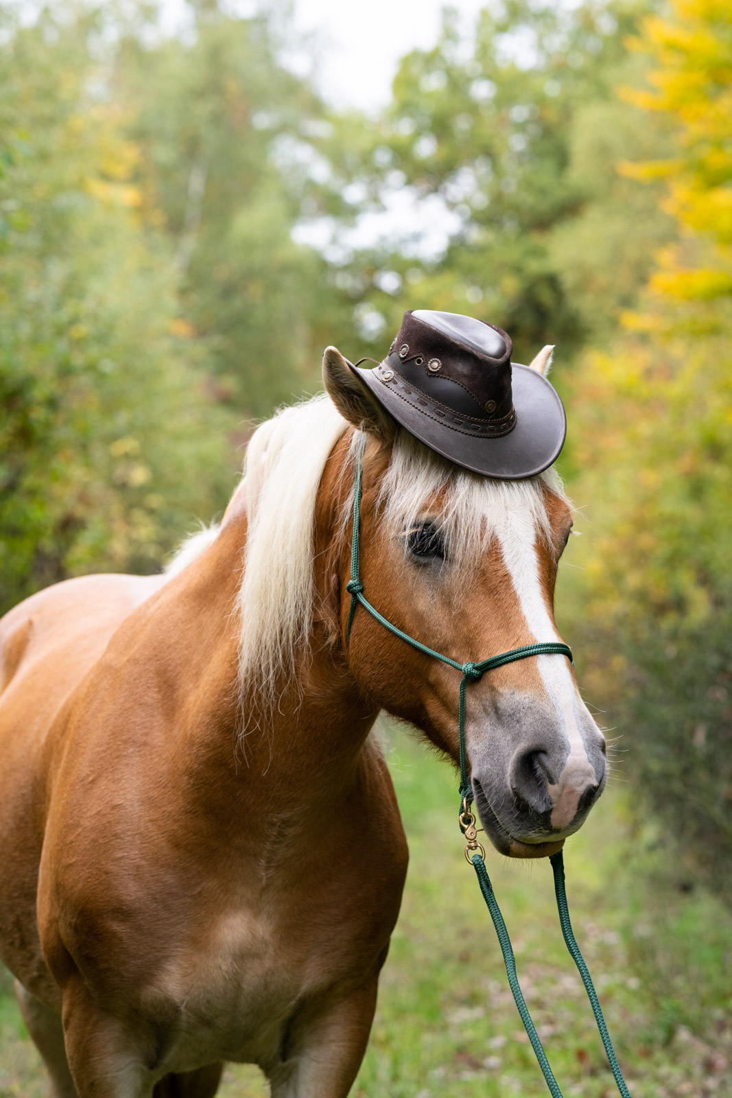 Pferd mit Hut im Wald